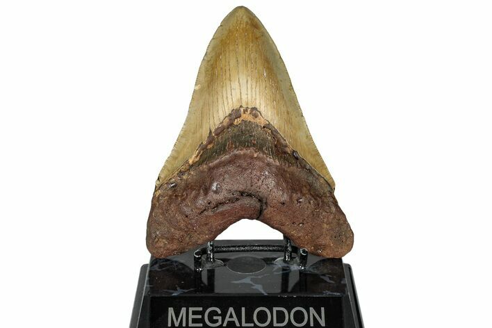 Serrated, Fossil Megalodon Tooth - North Carolina #299059